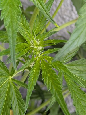 GH #2 Leaf Damage - Day 31.jpg