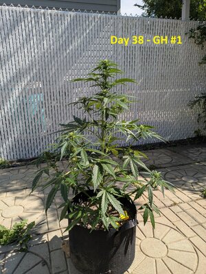 Day 38 - GH #1.jpg