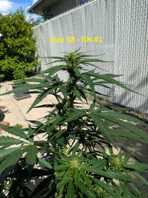 Day 38 - GH #1 (2).jpg
