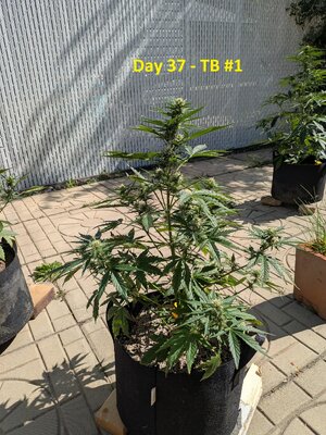 Day 37 - TB #1.jpg