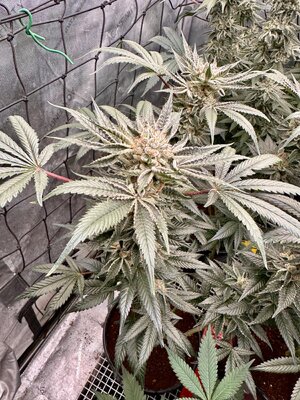 IMG_0208.jpeg