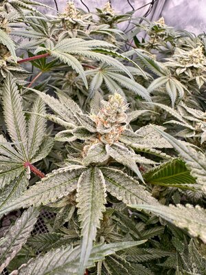 IMG_0209.jpeg