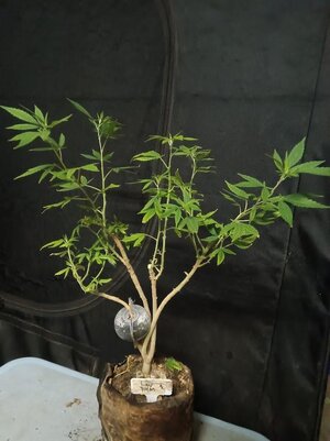 IMG_20260706_115225.jpg