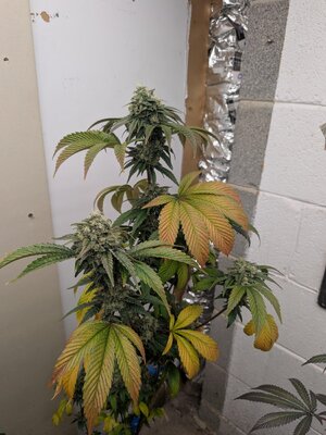 PXL_20260713_021937658.jpg