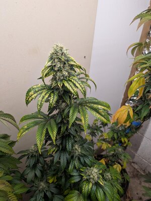 PXL_20260713_022010176.jpg