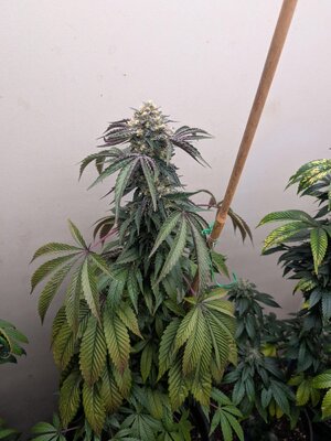 PXL_20260713_022057364.jpg