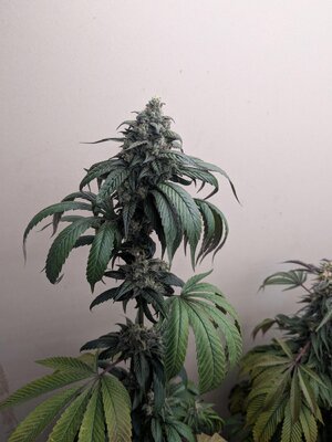 PXL_20260713_022111199.jpg
