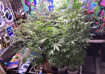 IMG_4632[1].jpeg