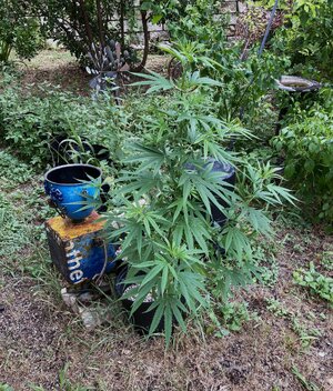 IMG_4642[1].jpeg
