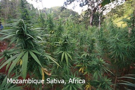 Mozambique-Sativa-x-Satori-Elite-Limited-Edition-Mandala-Seeds-7_1024x.jpg Mozambique-Sativa-x-Satori-Elite-Limited-Edition-Mandala-Seeds-7_1024x.jpg