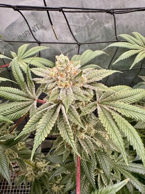 IMG_0275.jpeg