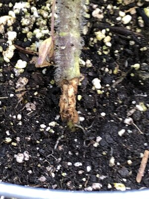 IMG_1390.jpeg IMG_1390.jpeg