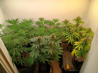 IMG_20260719_172012466_HDR.jpg