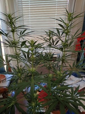 IMG_20260727_105034231_HDR.jpg