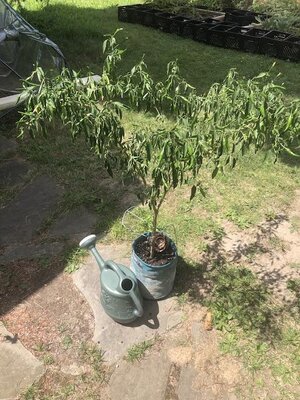 IMG_1617.jpeg