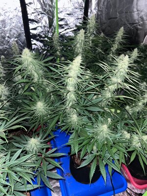 IMG_0274.jpeg