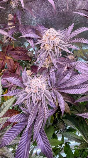 IMG_1712.jpeg