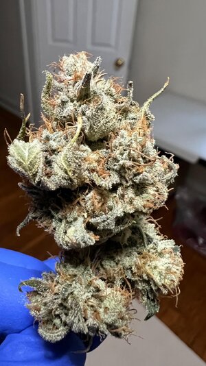 IMG_7279.jpeg