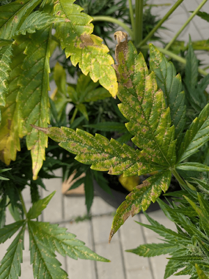1785983365467.png