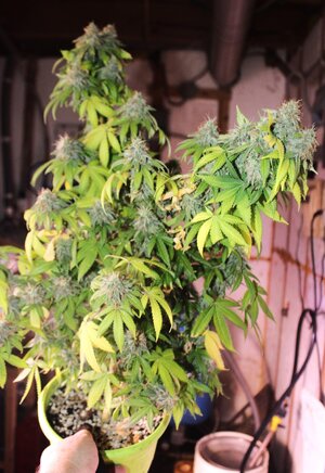 Aug 14 fluro flowered.JPG