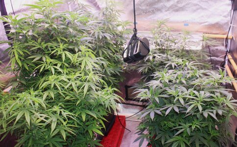 Aug 14 new crop.JPG