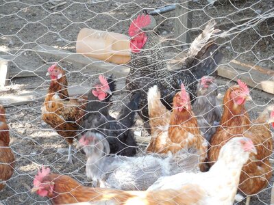 chickens.JPG
