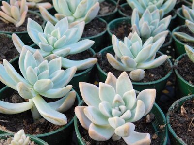 ghostplants.JPG