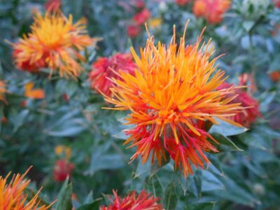 safflower.JPG