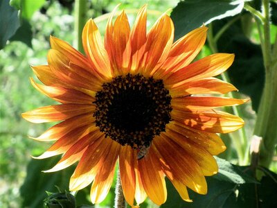 sunflower1.jpg