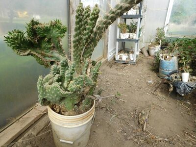 cactuscrest.JPG