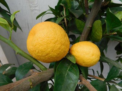 bloodorange.JPG