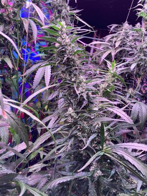 IMG_4879[1].jpeg