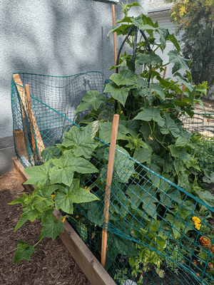 7ft tall cucumber