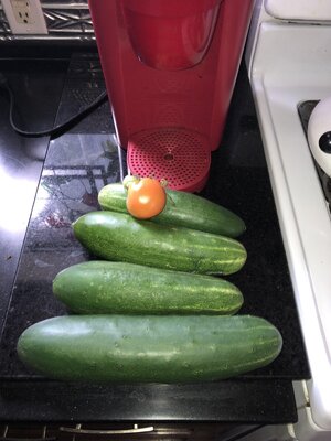 IMG_1952.jpeg