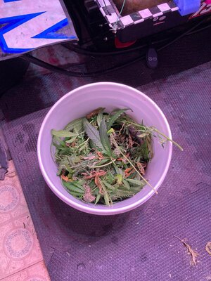IMG_4921[1](1).jpeg