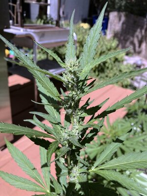 IMG_4934[1].jpeg
