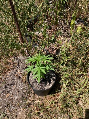IMG_4940[1].jpeg