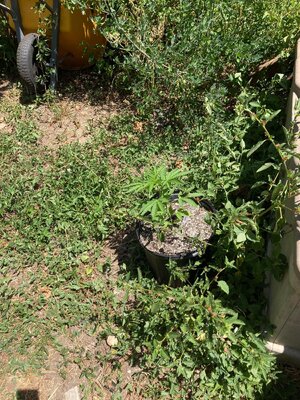 IMG_4941[1].jpeg