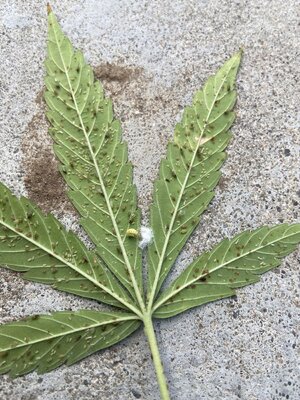 weed bugs bad.jpg