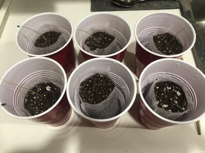 IMG_2072.jpeg