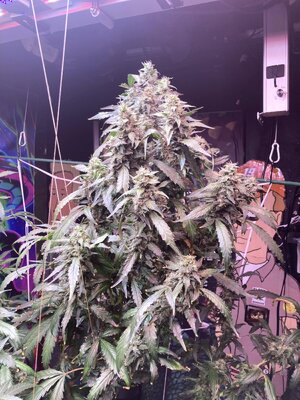 IMG_5012[1].jpeg