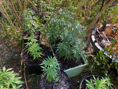 IMG_4998[1].jpeg