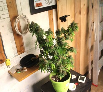 Aug 25 ignored blue dream.JPG