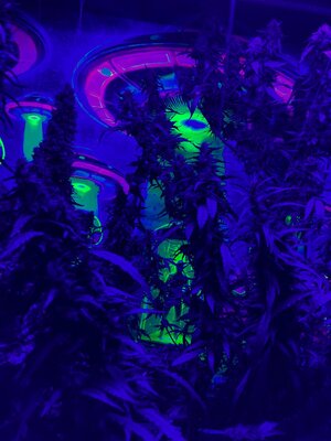 IMG_5041[1].jpeg
