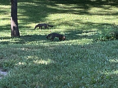 IMG_3960.jpeg IMG_3960.jpeg