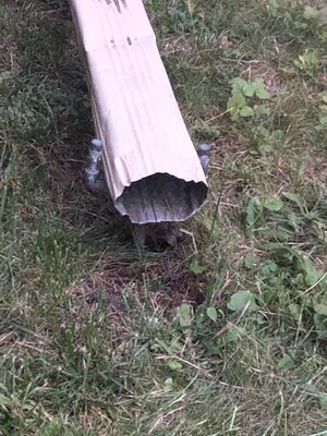 IMG_2123.jpeg