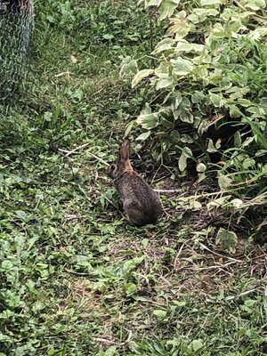 IMG_2122.jpeg