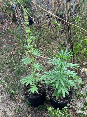IMG_5069[1].jpeg