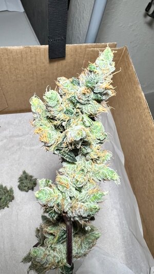 IMG_7465.jpeg