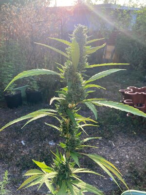 IMG_5161[1].jpeg